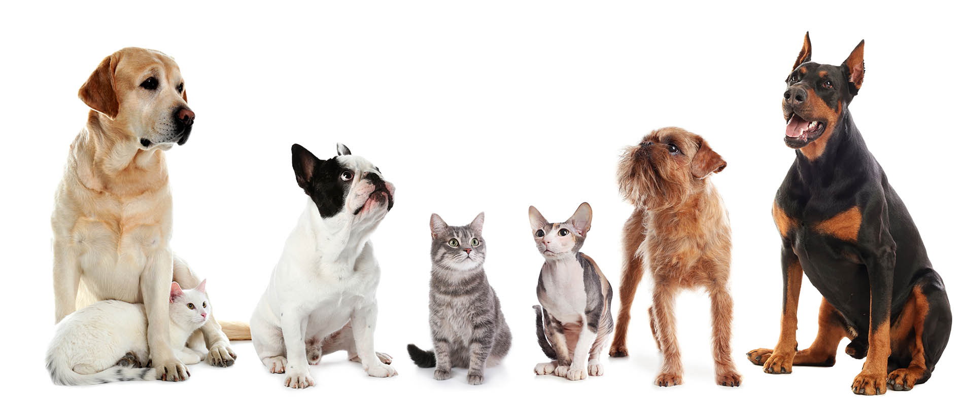 Ambulatorio Veterinario - Olmi - San Biagio di Callalta - Breda di Piave